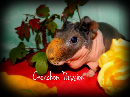 Porcinet-chonchonpassion