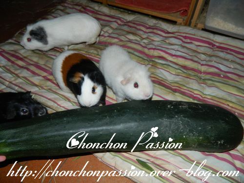056courgettes.jpg