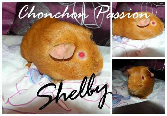Shelby-chonchonpassion.jpg