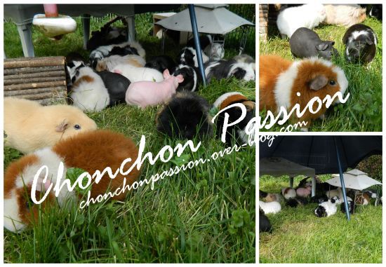 parasolchons-chonchonpassion.jpg