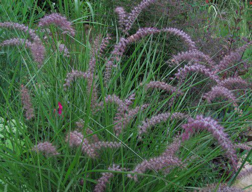 pennisetum-orientale-Karley-Rose-31-juil-11.jpg