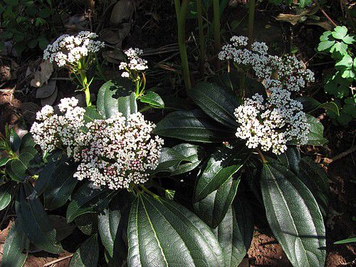 viburnum-davidii-3-mai-12.JPG