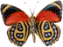 papillon14.gif