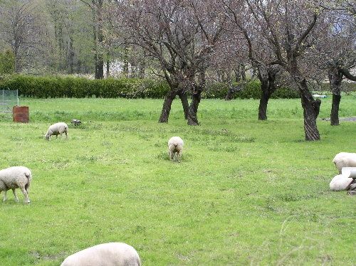 1. dans un pré bucolique et mal cadré