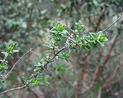 250px-Thymus_vulgaris4.jpg