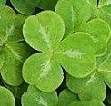 shamrock.jpg