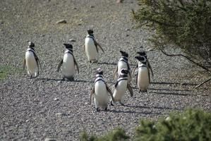 DSC05654-Pingouins-de-Punta-Tombo.jpg