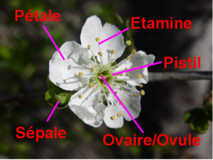 cerisier_fleur_MVC-572F.png