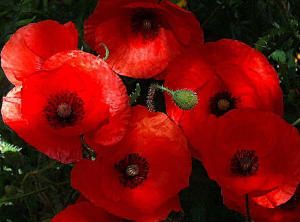coquelicot.jpg