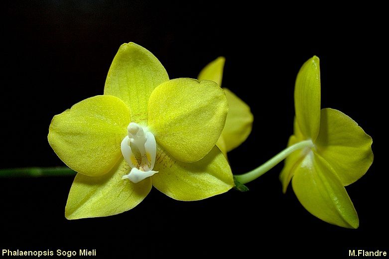 phalaenopsis-Sogo-Mieli.jpg