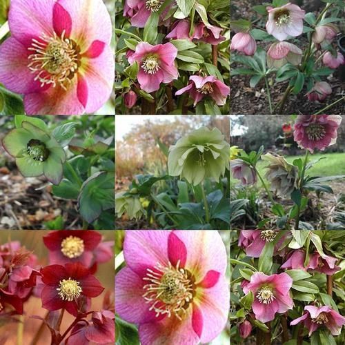 collage-copie-16.jpg