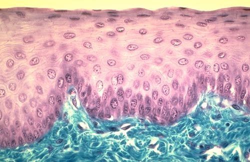 Le tissu épithélial... - Blog du Lycée Saint Joseph Izmir