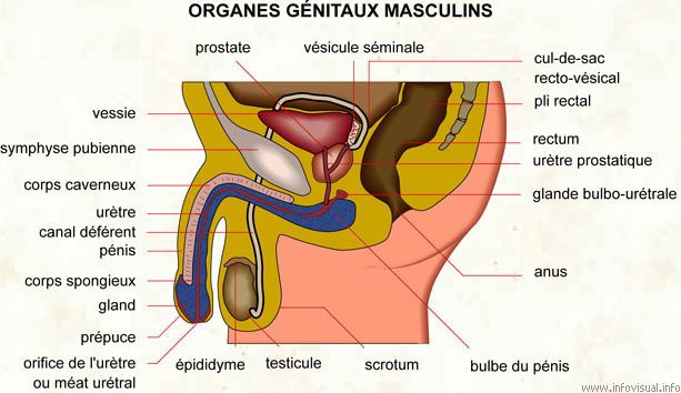 Comme font lopération de la réduction du membre sexuel
