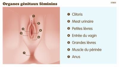 Avec laide de quoi on peut augmenter le membre pour hommes