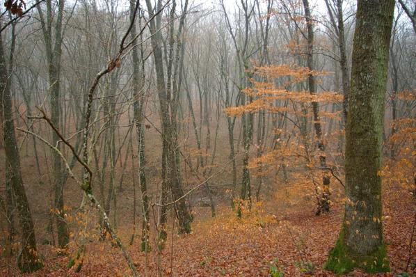 Des feuilles se cachent au fond de la forêt et échappent à l'hiver.
