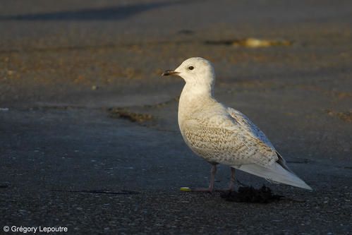 GaAB-Calais-060107h.jpg