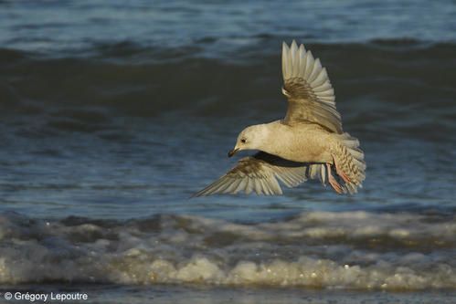 GaAB-Calais-060108d.jpg