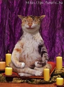 medium-yoga-cat1.3.jpg