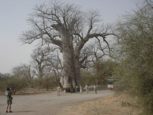 afrique3-baobab.gif