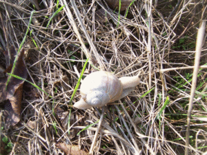 escargot.gif