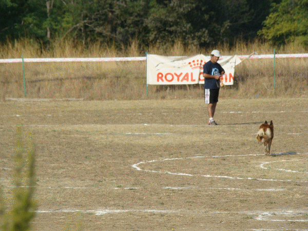 Concours de dressage de chien - Le blog de SJDP Concours de dressage de chien - Le blog de SJDP