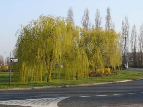 rond-point-Cergy-au-printemps.JPG