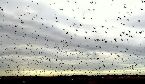 OIseaux-recadr--s6652.jpg