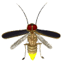insectes-luciole-2.gif
