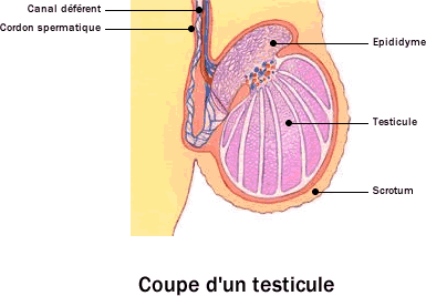 cancer_testicule_anatomie.gif