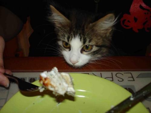 Chacha-aime-la-brunch.jpg