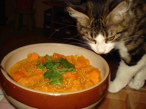 korma-chat.jpg