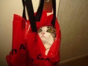 chat-sac-1.jpg