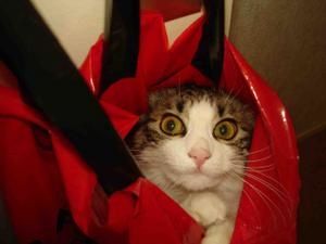 chat-sac-2.jpg