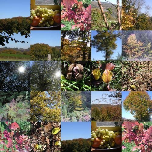 collage1.jpg