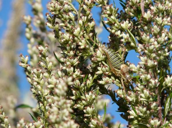 une ??? sur de l'armoise (attention aux allergies)