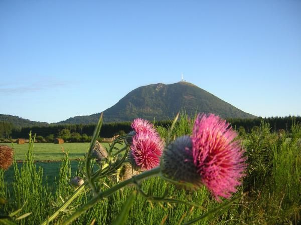 Cirses laineux et Puy de Dôme