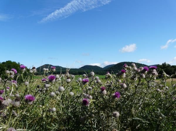 Cirses laineux et Chaîne des Puys