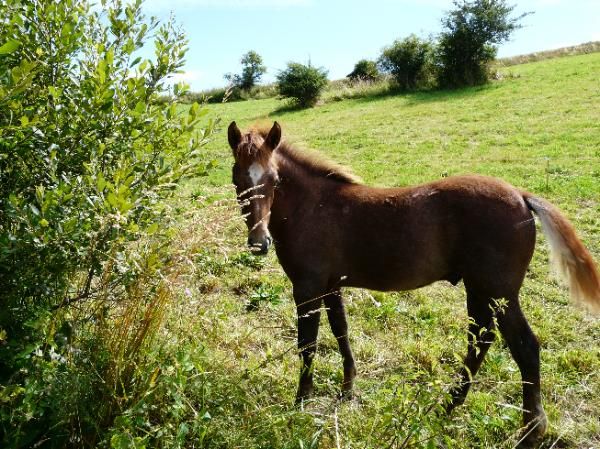 les puys sont aussi le pays du cheval