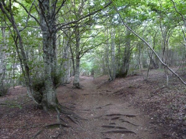 sentier dans la hétraie sur le flanc Ouest du Puy de Dôme