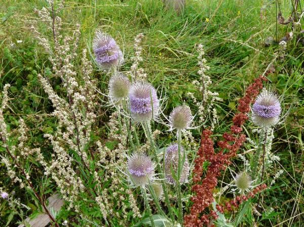 un bouquet de cardères sauvages