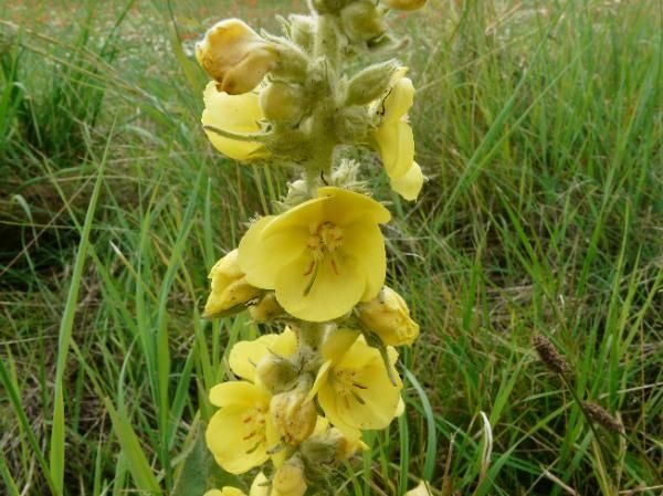 Molène bouillon-blanc (Scrophulariacées) util. pour les aff. des bronches et des poumons