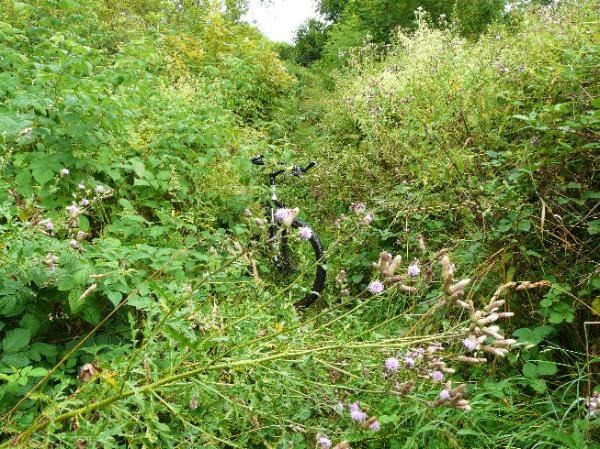 ronces, orties et chardons sur ce sentier peu accueillant !!
