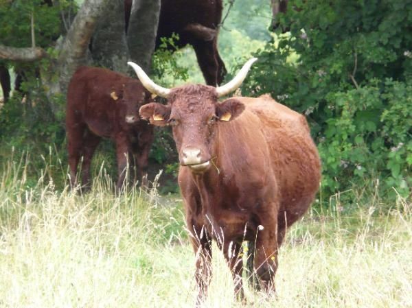 elle est bonne l'herbe d'Auvergne !!