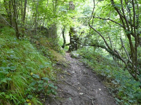 chemin en dévers avec des racines glissantes