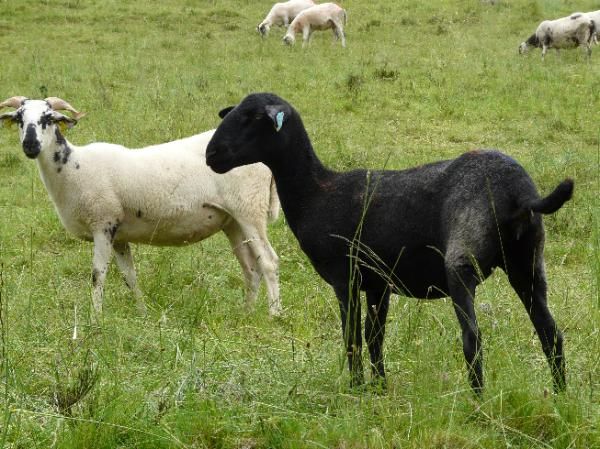 Moutons au Puy de Montgy