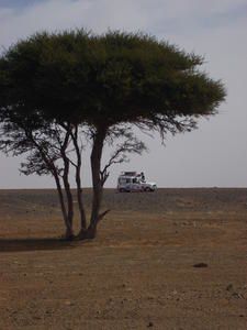 Errachidia-Merzouga, ou la magie d'un arbre seul en plein désert...
