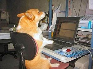 insolitechien