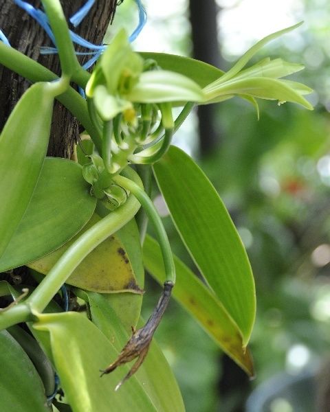 La vanille est une orchidée. null