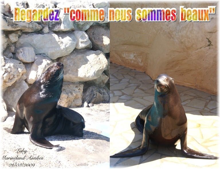 Avis rencontre avec les otaries marineland