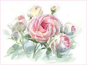1 roses Pierre de Ronsard 364x273 GF
